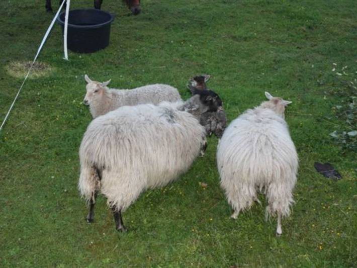 Bauernhaus für 5 Personen, mit Ausblick und Garten, kinderfreundlich an der Müritz - 4