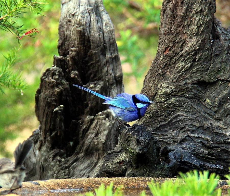 Chalet for 5 People in Western Australia, Australia