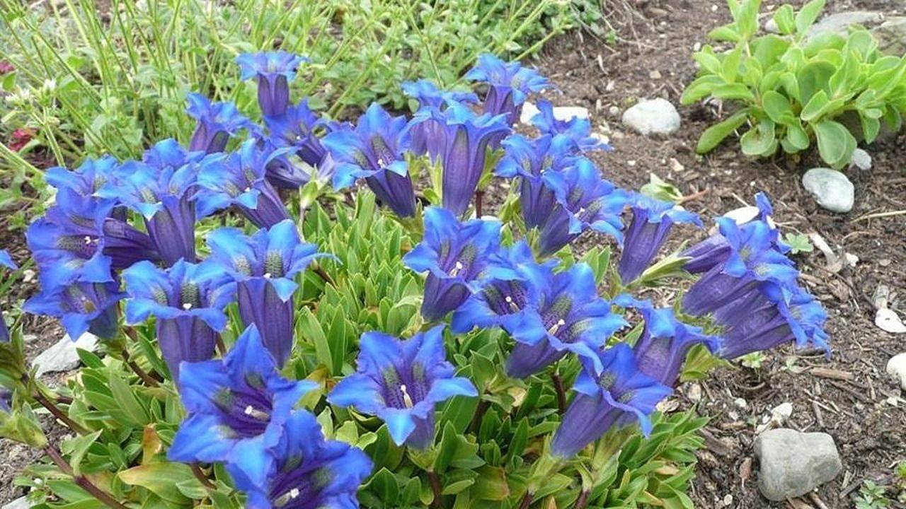 Ganze Ferienwohnung, Ferienwohnung für 4 Personen (55 m²) in Immenstadt in Immenstadt, Bayerisch Schwaben