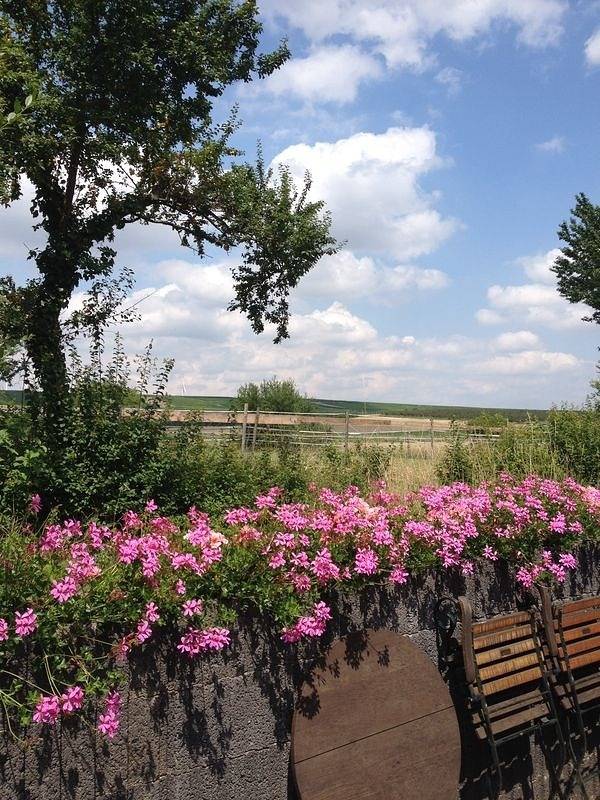 Ferienwohnung für 6 Personen, mit Terrasse in Rheinhessen - 3