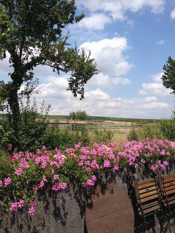 Ferienwohnung für 6 Personen in Flonheim, Rheinhessen, Bild 2