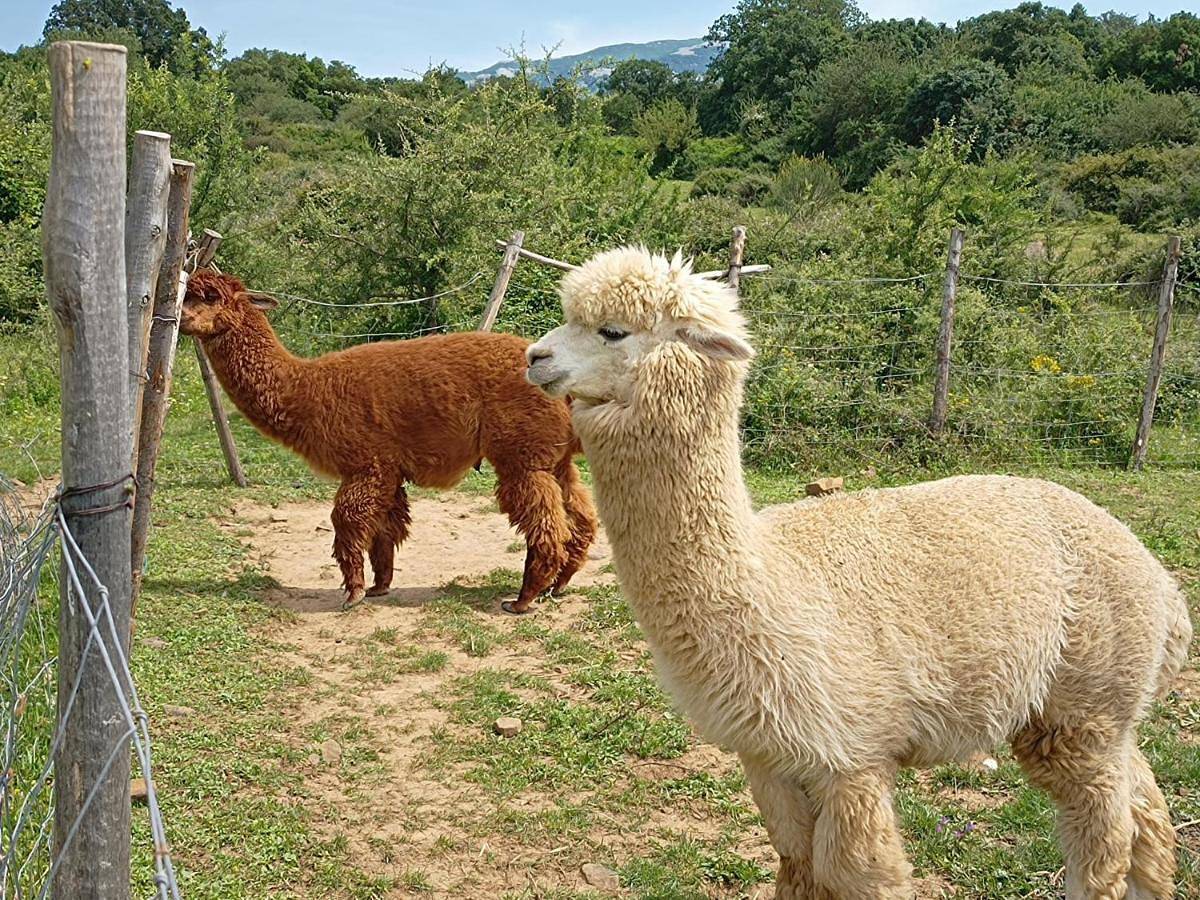 Agriturismo Bosco Pianetti in Gratteri, Provincia di Palermo