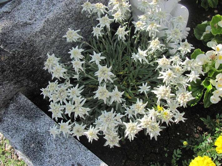 Ferienhaus für 6 Personen, mit Garten und Terrasse sowie Sauna in Hochkrimml - 4