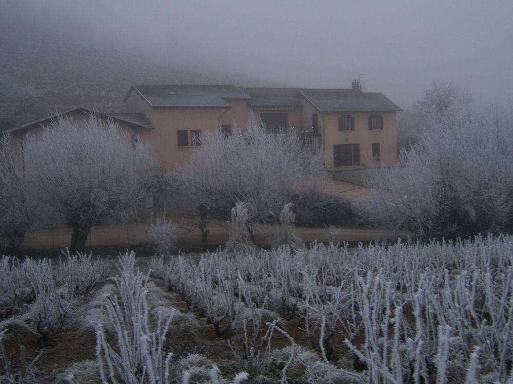 Domaine de Roche-Guillon - Iris in Fleurie, Beaujolais