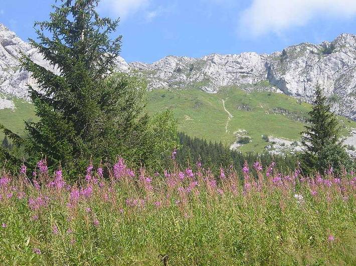 La fleur des neiges in Villard-de-Lans, Parc naturel régional du Vercors