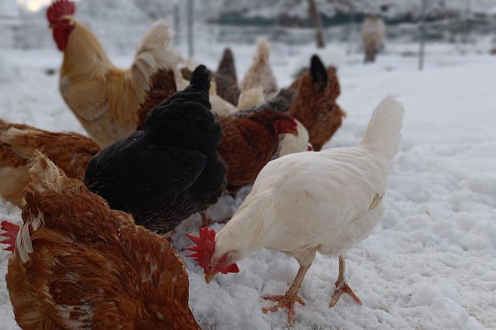 Hofgut Bentele - 3-Zimmer-Ferienwohnung Bentele, Dusche/Wc, 62 qm, Dg in Deggenhausertal, Region Bodensee-Oberschwaben