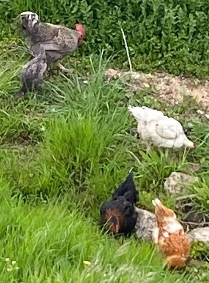 Location de vacances pour 5 personnes, avec vue et terrasse à Lablachère - 2