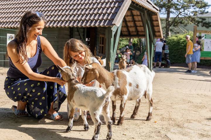 Ferienhaus für 4 Personen, mit Pool und Garten, mit Haustier in der Lüneburger Heide