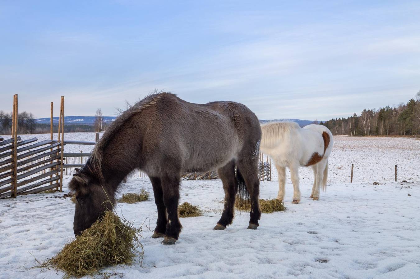 Hagastua Fritidsgård - 60 min Osl - Hester - Alpakka - Event in Stange