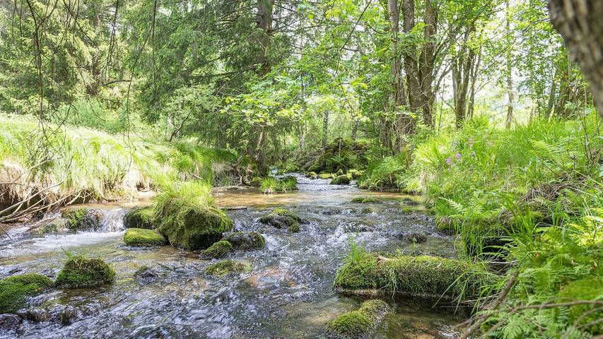Ferienhaus für 6 Personen, mit Garten und Pool in Mühlviertel - 4