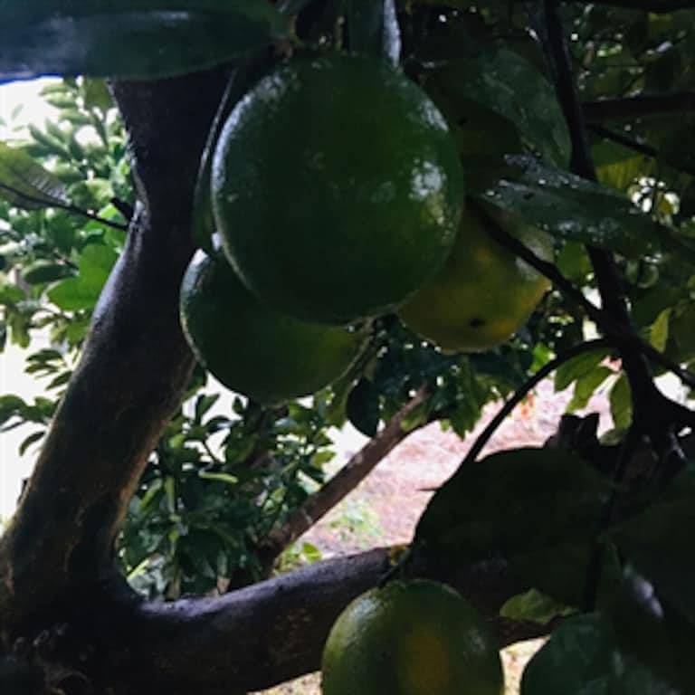 Private Room on Serene Property in Hilo in Hilo, South Hilo