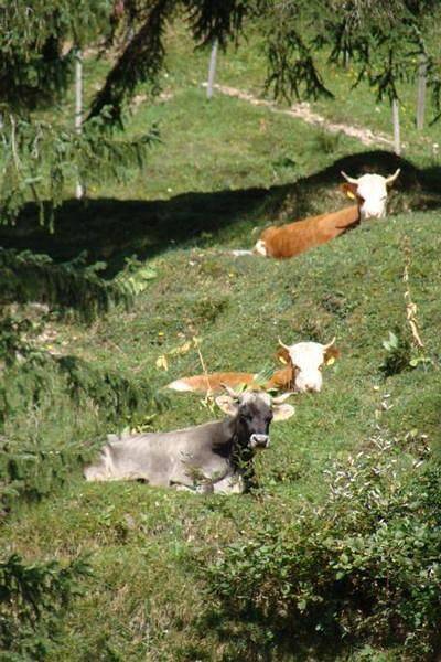 Entire holiday apartment, Rigi- Nature holidays on the organic farm in Vitznau, Lake Lucerne