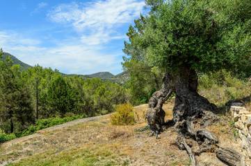 Villa in Sant Joan de Labritja, Ibiza Norden für 10 