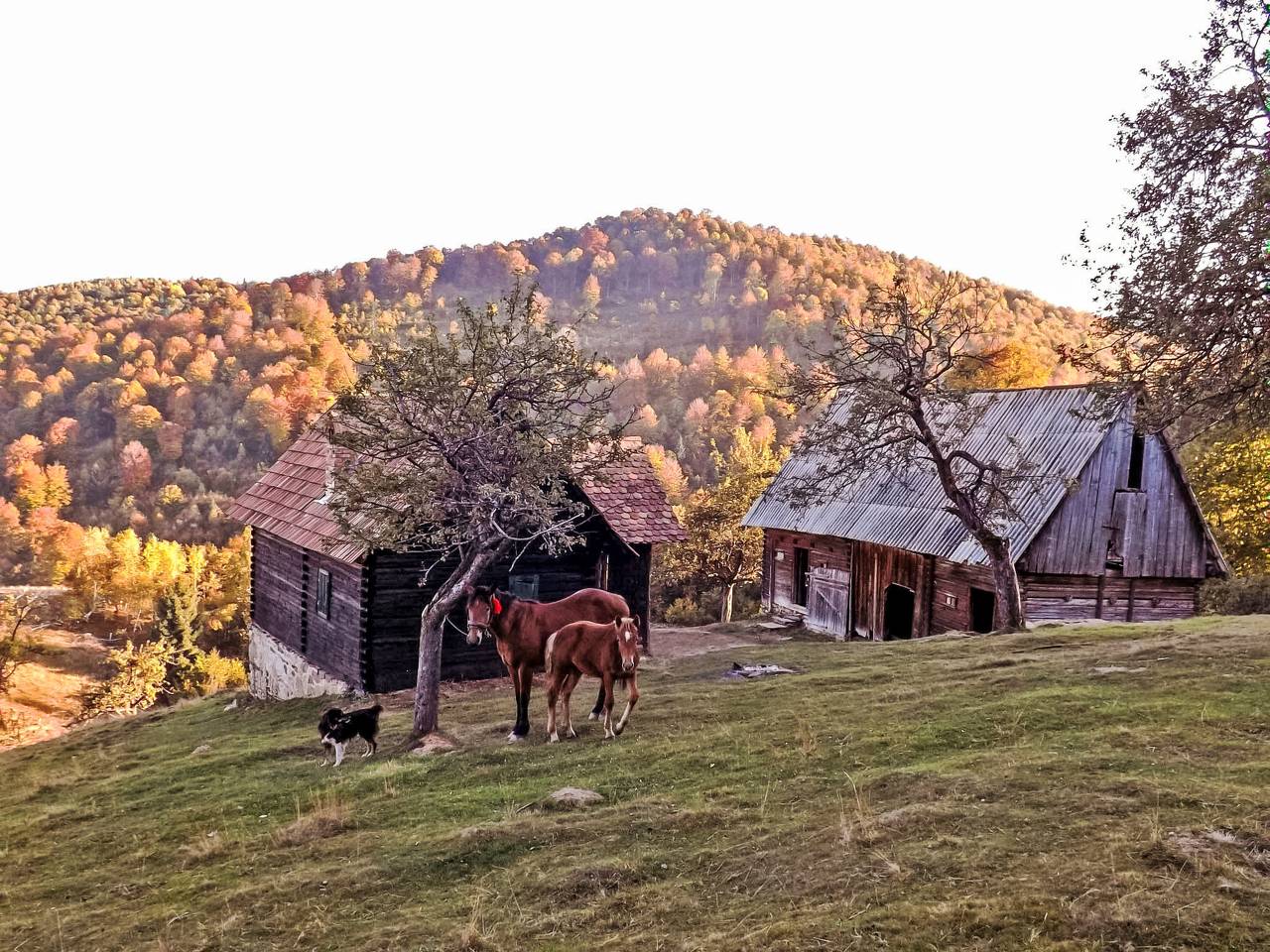 Cozo Fantu in Karpaten