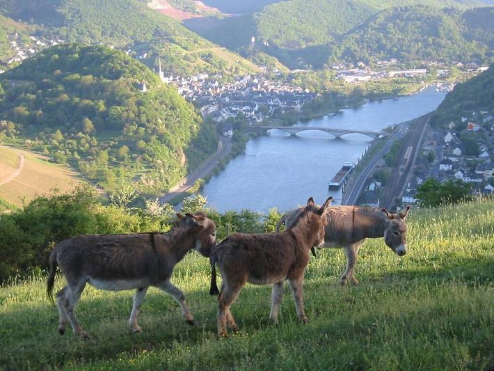 Ferienhaus für 6 Personen, mit Balkon in Treis-Karden - 3