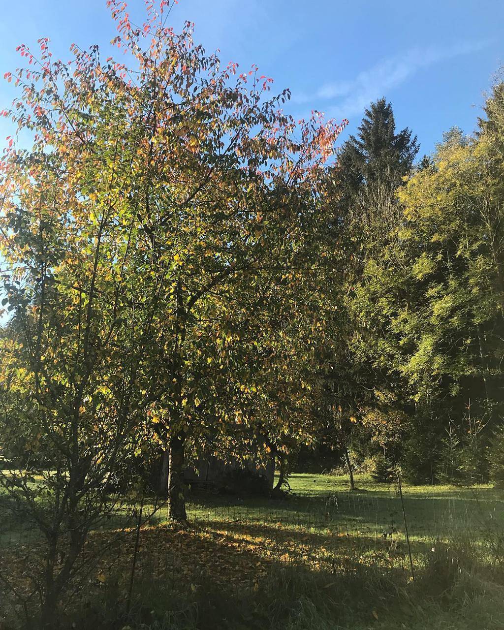 Apartamento vacacional entero, Ferienwohnung mit privatem Naturschwimmteich - Ferienwohnung mit direktem Zugang zum Garten in Donau Niederösterreich