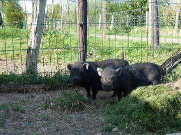 Camping pour 4 Personnes dans Saint-Pierre-de-Cormeilles, Région de Bernay, Photo 4