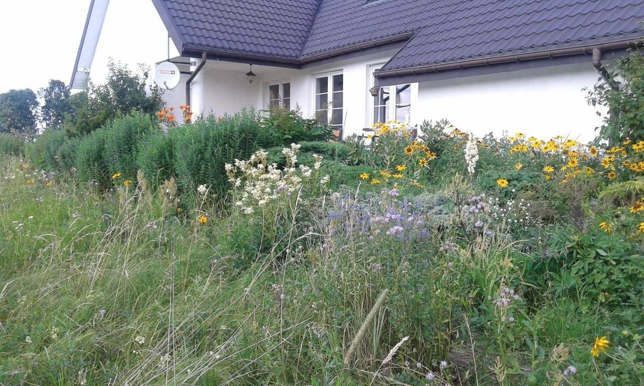 Bizon in Mazowsze