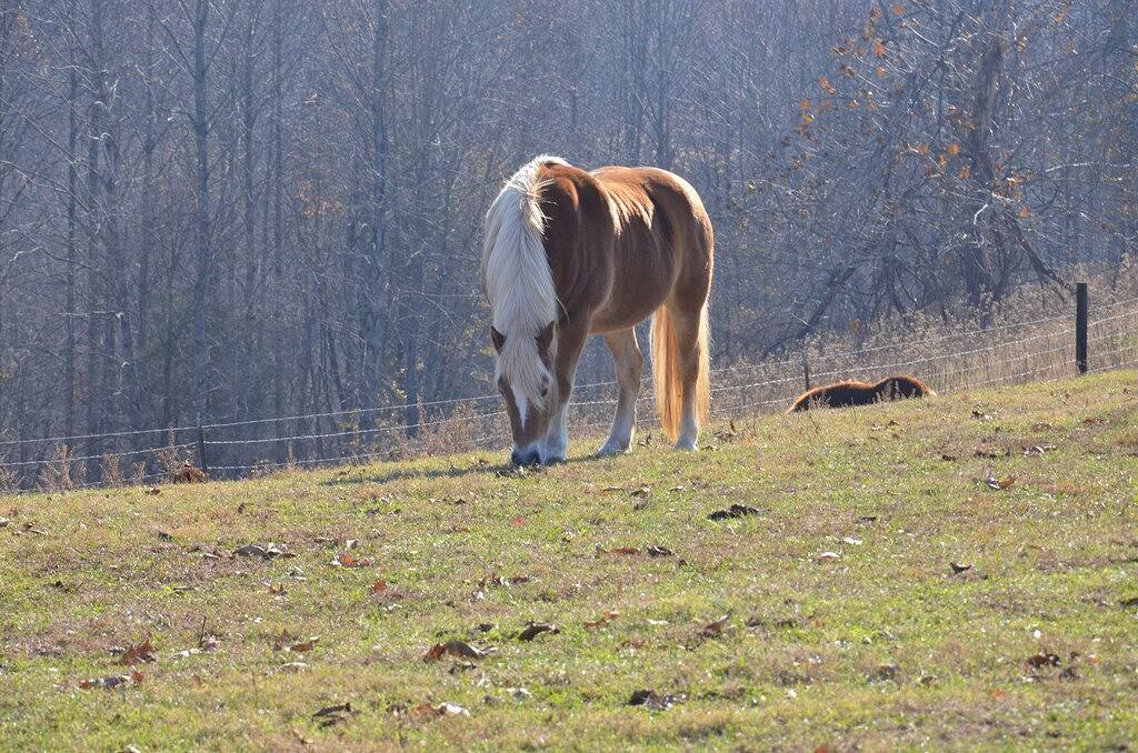 Friedliche Farm auf dem Bauernhof in Tennessee