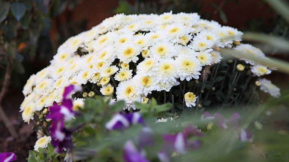 Appartement de vacances entier, Appartement de vacances Résidence Elba Vip  in Porto Azzurro, Ile d'Elbe