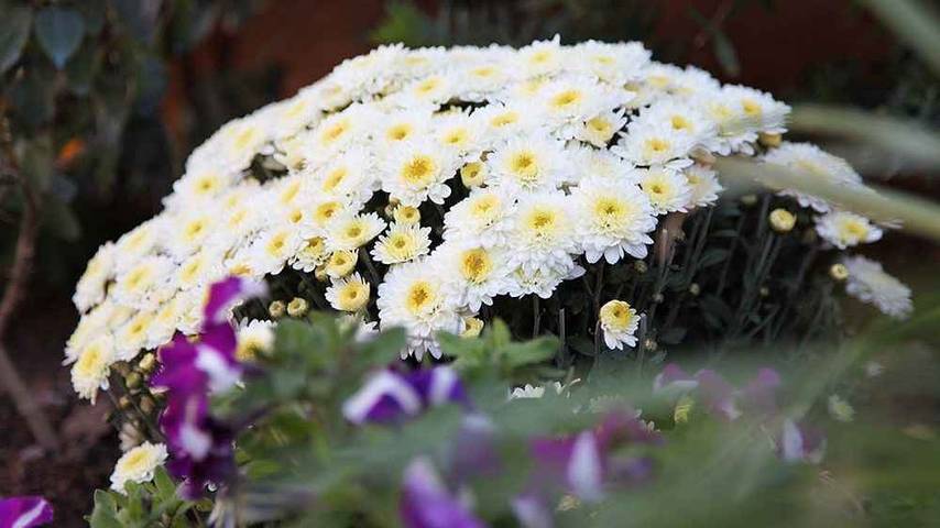 Gîte pour 2 personnes à Porto Azzurro - 2