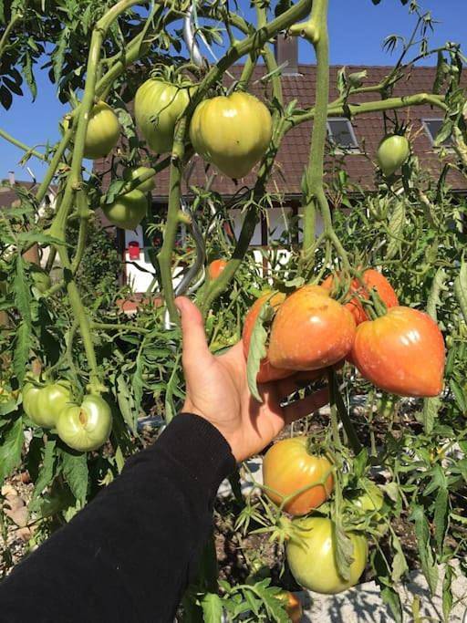 Gîte pour 6 personnes à Rheinau - 3