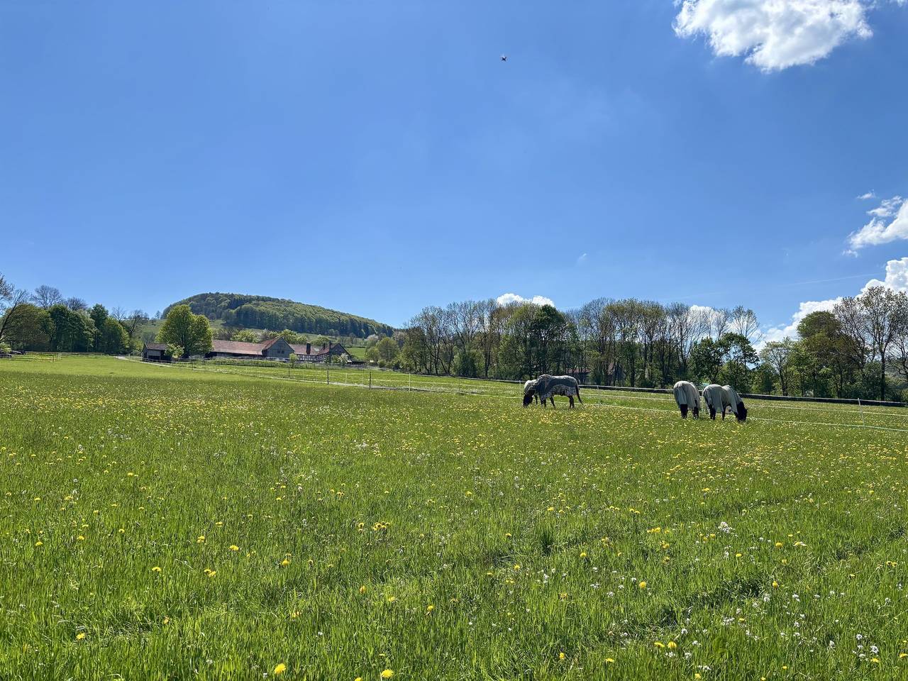 Ganze Ferienwohnung, Fewo Wasserkuppe 90qm mit Holzofen in Ehrenberg, Rhön-Hessen