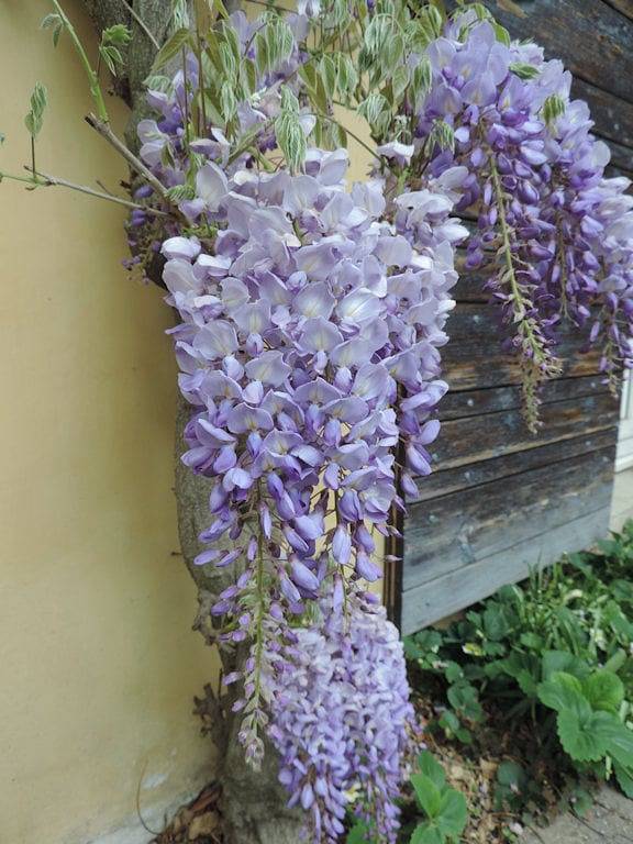 Chambre d’hôte pour 2 personnes, avec jardin dans Auvergne-Rhône-Alpes - 4