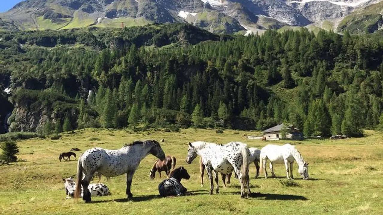 Ganze Ferienwohnung, Ferienwohnung für 2 Personen (16 m²) in Rauris in Rauris, Ski Amadé