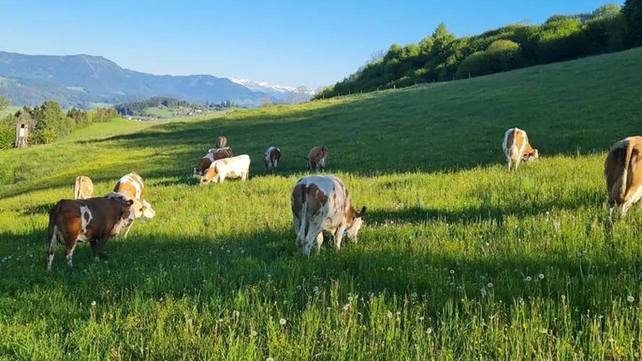 Ganze Ferienwohnung, Ferienwohnung für 2 Personen (35 m²) in Mühlen in Mühlen, Lavanttaler Alpen