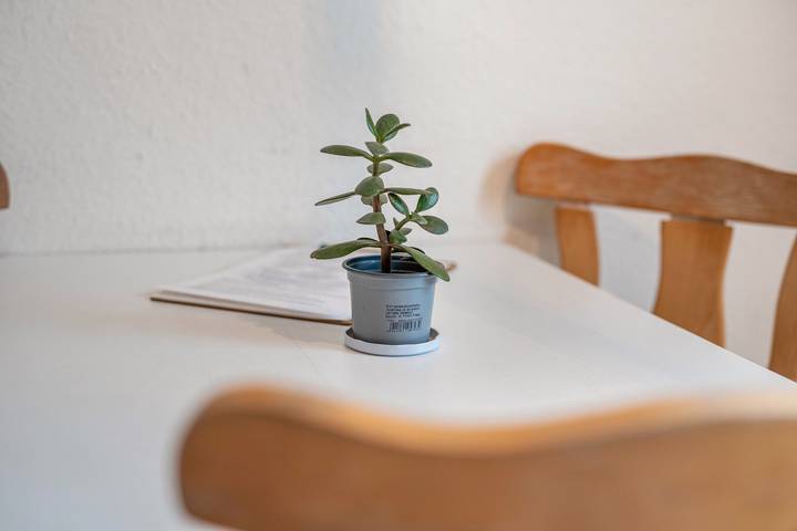 Ferienwohnung für 4 Personen, mit Garten, mit Haustier in Lychen - 4
