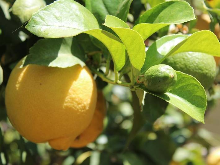 Casa rural para 4 personas, con piscina además de terraza y jardín, Se admiten mascotas en San Pedro del Pinatar - 2