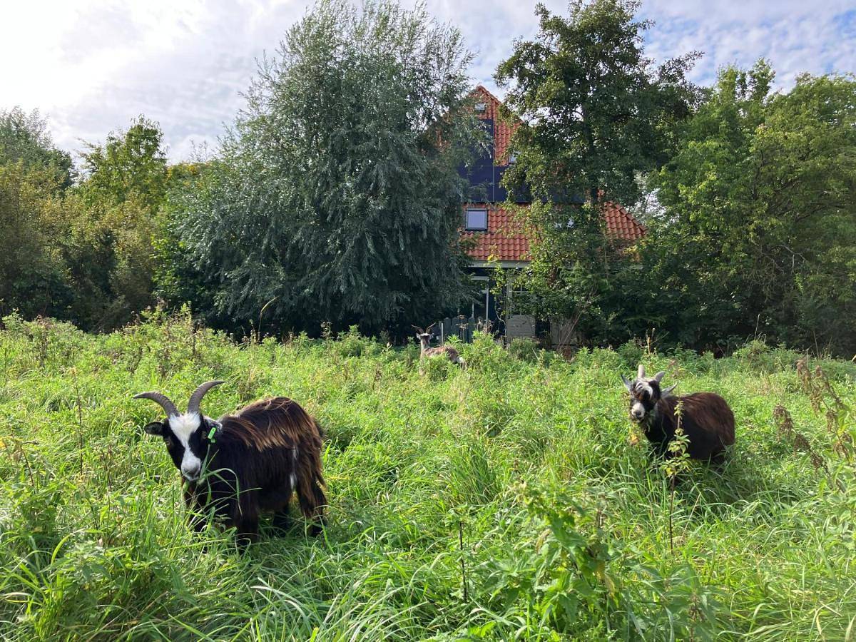 Inn Het Nest in Amsterdam Nieuw-West, Costa Holandesa