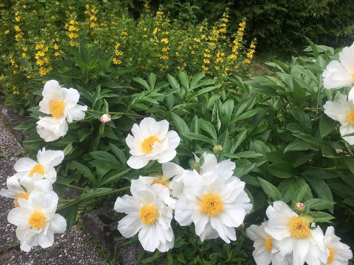 Ferienwohnung für 3 Personen, mit Balkon und Garten, kinderfreundlich in Finkenstein am Faaker See - 2
