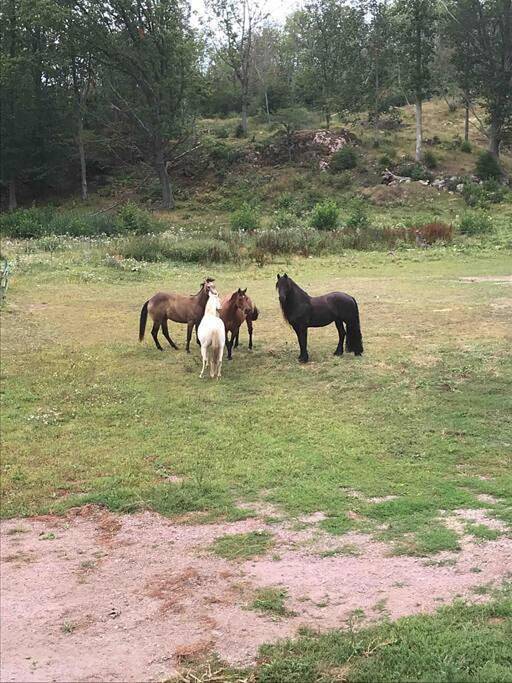 Ferienwohnung für 6 Personen, mit Ausblick und Garten sowie Sauna und Seeblick, mit Haustier in Ödeshög - 3