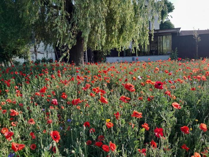 Location de vacances pour 2 personnes, avec vue ainsi que terrasse et jardin à Kruishoutem - 2