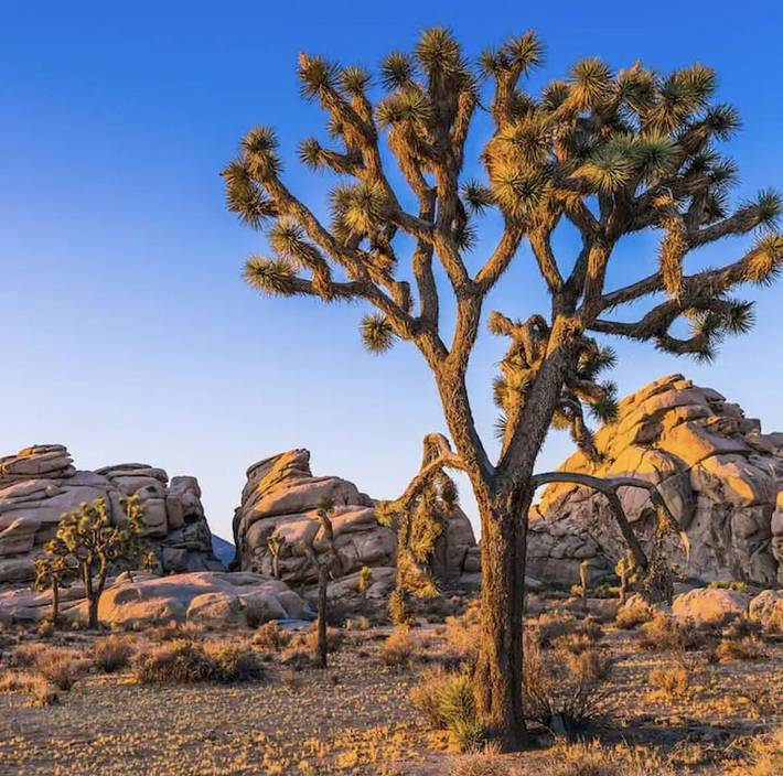 Vacation rental for 8 people, with terrace and hot tub, with pets in Joshua Tree