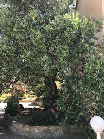 Appartement entier, One-Bedroom Apartment in Monticello, Région de Calvi