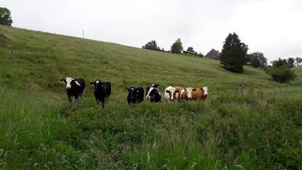 Ferienwohnung für 5 Personen in Furtwangen, Hochschwarzwald, Bild 4