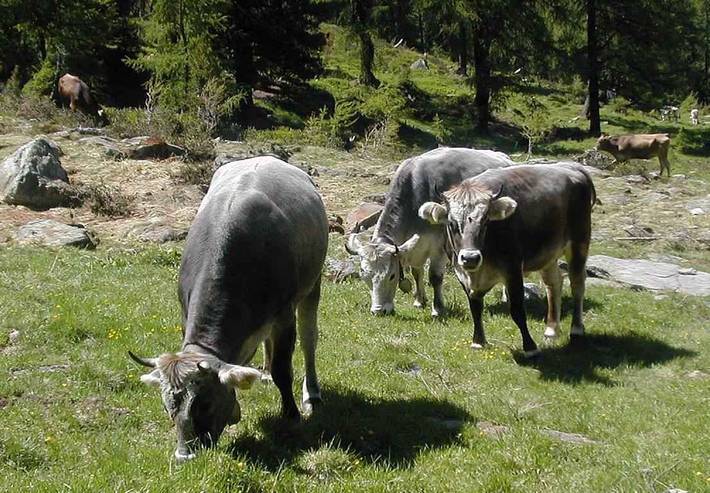 Ferienhaus für 7 Personen, mit Garten und Balkon in Osttirol - 3