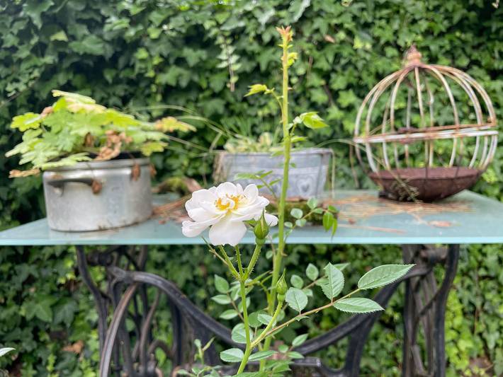 Ferienhaus für 4 Personen, mit Garten und Terrasse in Varel - 3
