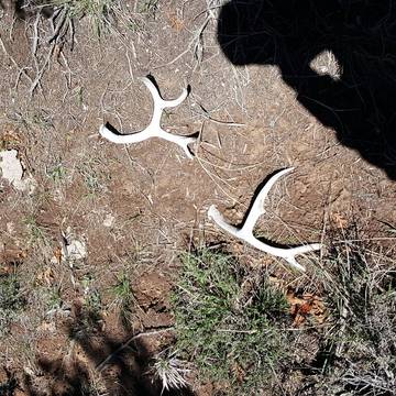 Camping para 6 Personas en Suroeste de Colorado, San Juan National Forest, Foto 4