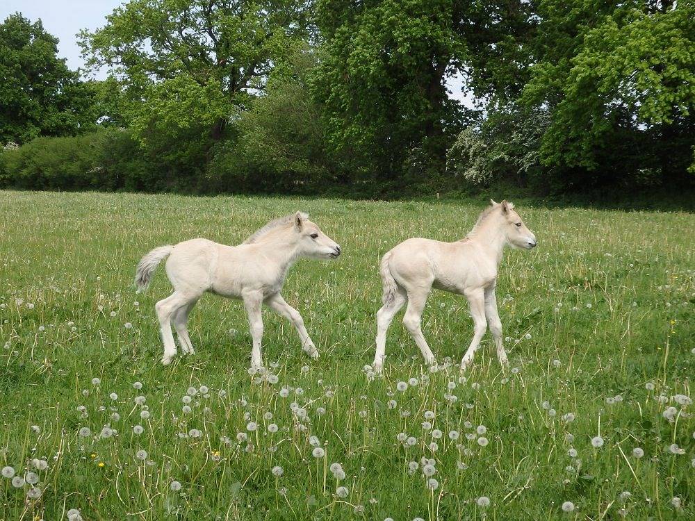 Fjordgestüt Süderstapel - Ferienwohnung A in Süderstapel, Eider-Treene-Sorge