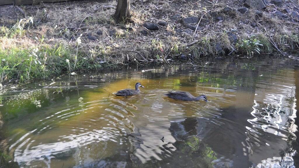 Das Boulevardhaus Lorne in Lorne, Great Ocean Road