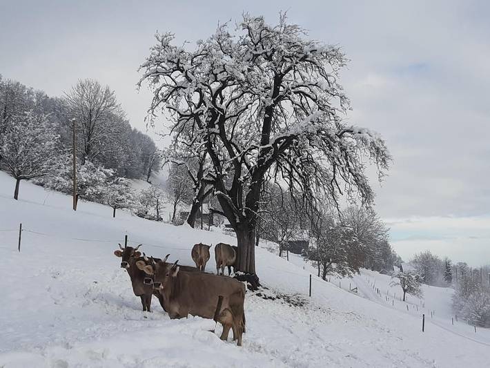 Bauernhof für 7 Personen, mit Garten, mit Haustier in der Schweiz - 2