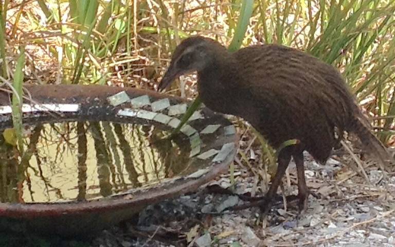 Chambre d’hôte pour 6 personnes, avec terrasse ainsi que jacuzzi et jardin dans Nouvelle-Zélande - 3
