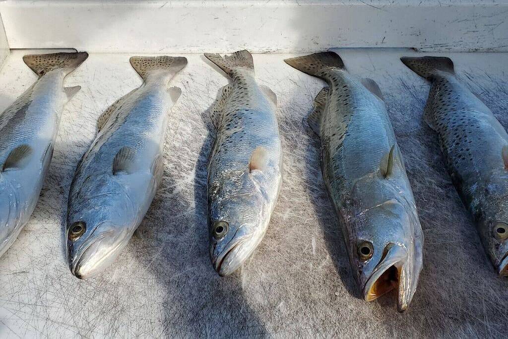 Ganze Wohnung, Modern and Coastal Ocean Pointe 2307 in Tavernier, Monroe County