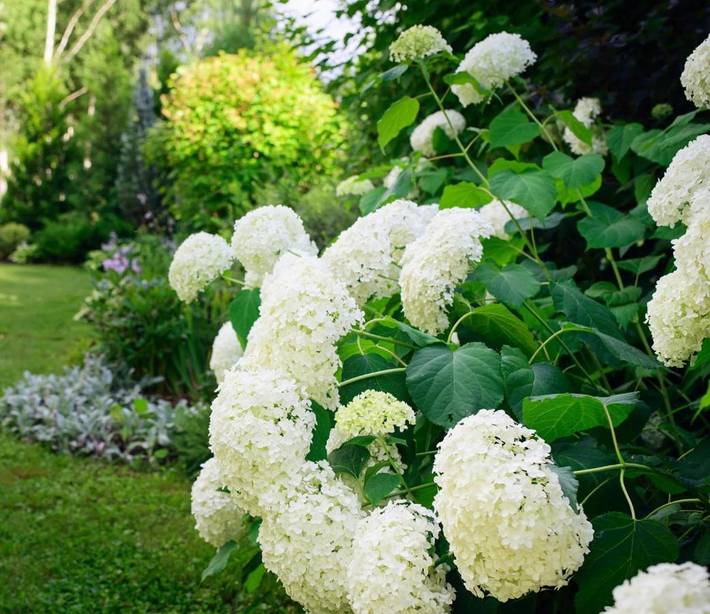 Maison d’hôte pour 2 personnes, avec jardin dans Parc naturel régional Scarpe-Escaut - 3