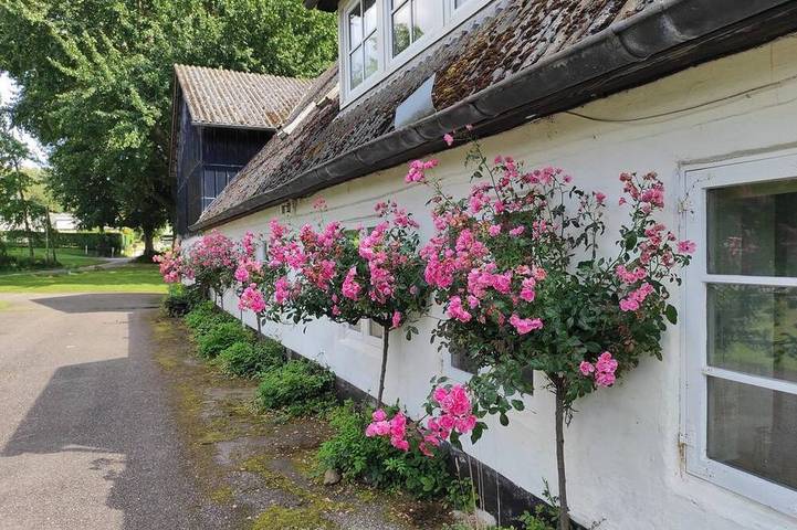 (4) Petit appartement 28m² - Guesthouse Käte Petersen in Glücksburg, Flensburger Förde