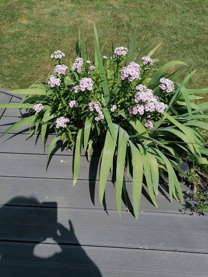 Gîte pour 3 personnes, avec jardin et terrasse à Nouzilly - 2